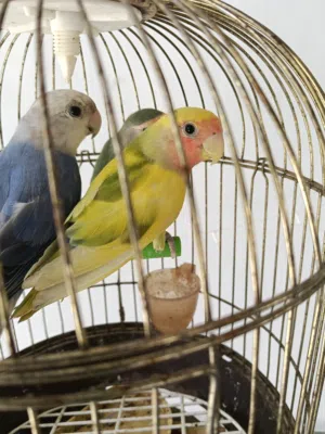 روز نظيفات والوان جميله