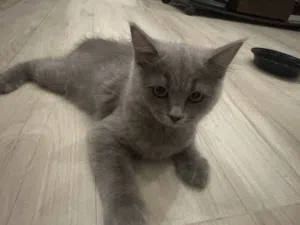 Kitten for sale