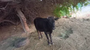 بيع ثور عماني