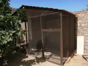براكة عصافير او دجاج