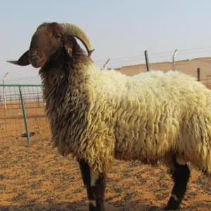 قصاب متنقل تحت الطلب لجميع مناطق الكويت