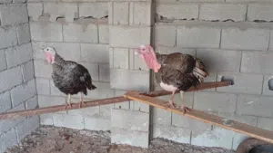 جوز رومي ديك ودجاجه