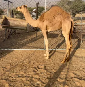 بكره فطيم الاب عساف المدهش الام درعيه