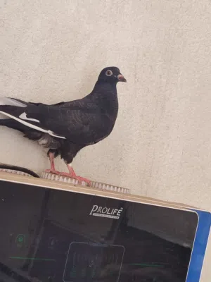 سلام عليكم وجبه تور عندي شرط