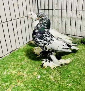 كوبية مبروصه للبيع
