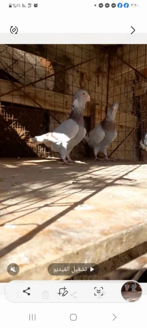 حمام عروق وكنق للبيع