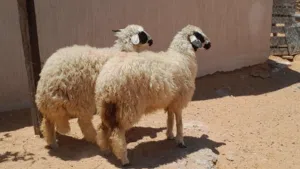 2فطايم وطنيات مشالله توميات ربي يبارك عمرهم ف8شهور محصنات وسليمات..