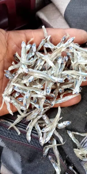 وزف سمك مجفف حجم صغير ولدينا نوع خاص للدجاج و المزارع و سعر مناسب و رخيص