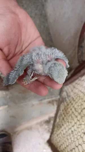 فرخ روز للترويض