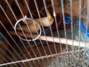 جواز كوكتيل