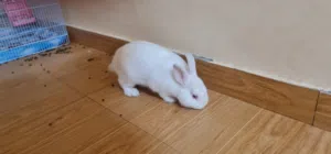 أرنب نذرلاند للبيع فقط