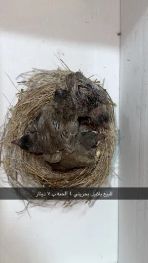 للبيع فروخ بلابل بحرين الحبه ب 6 دينار