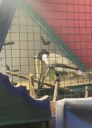بلبل نثيه راكده مال محميه بس تنعزل تحجي شوف الوصف