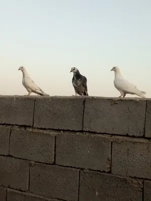 3 حمام للبيع متوفر واتساب ممنوع المكالمه