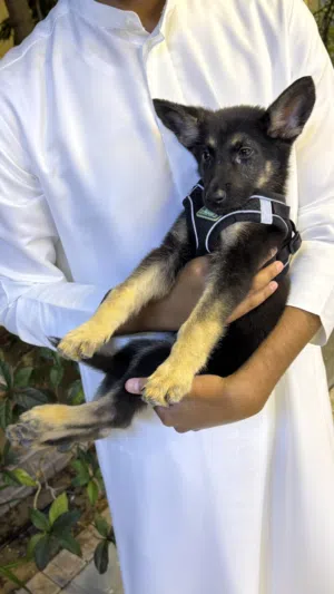 كلب جيرمن شيبرد مش بيور