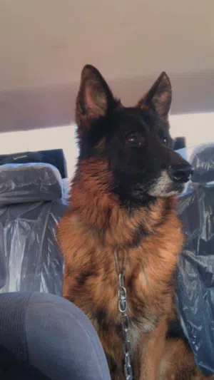 جيرمن شبرد GERMAN SHEPHERD