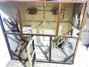 قفص طيور حب كوكتيل