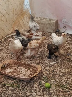 دجاج للبيع