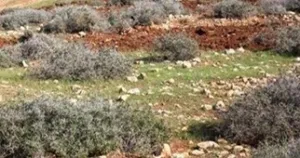 ارض في بيت جالا السدر للبيع معها رخصة بناء اسكان جاهزة 870 متر