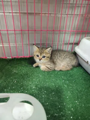 قط ذكر العمر شهرين ، جاهز بيته الجديد متعود على اللتر بوكس واكل البيت و الدراي فود