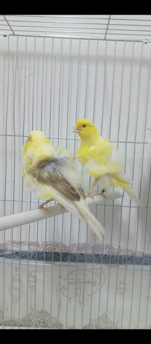 متاح جوز مفتل جاهزات