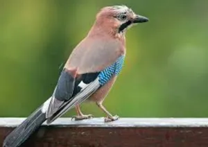 Birds1