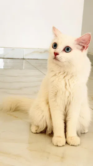 قطط لتبني بالمجان