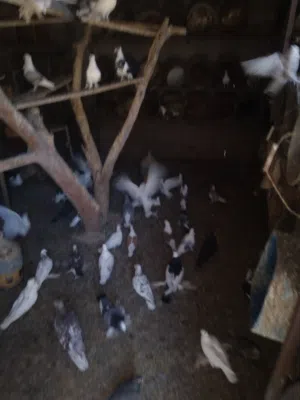 حمام مخلط تونسي وزاجل ومصري