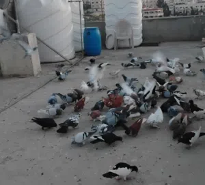 حمام موعد قويه