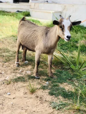 ماعز كردي للبيع