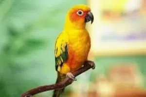 طائر الكنيور
