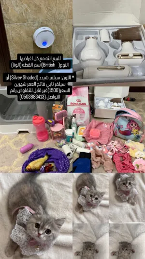 قطة  مع جميع اغراضها