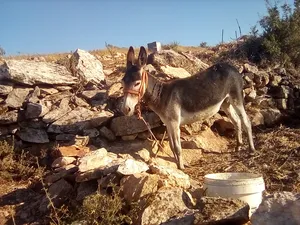 ‏حمير‏1