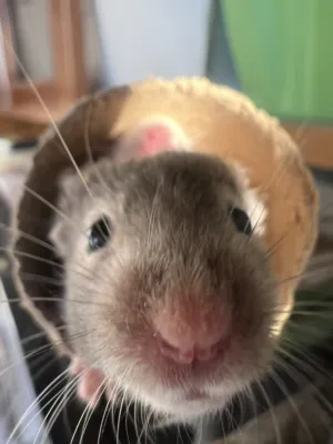 The best Syrian Hamsters for sale near you