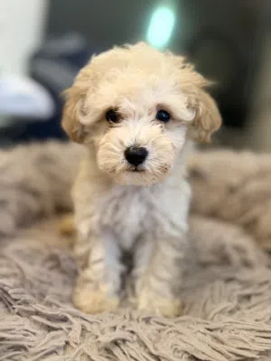 Toy Maltipoo puppies 2 months old female and male passport and vaccinated