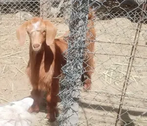 صخل العمر 3شهور