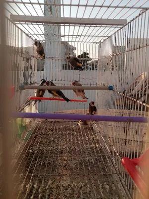 ‏طيور‏2