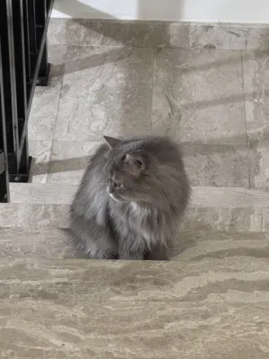 Male cat for sell