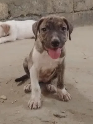 للبيع  جراء بيتبول اصل أقرأ وصف