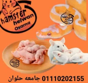 رات تجارب كلمني واتي