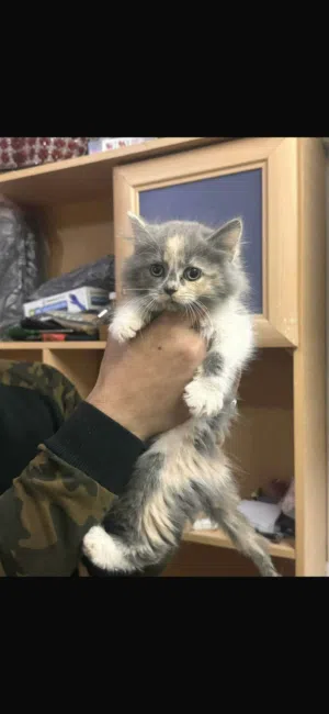 قطه شيرازي 5 شهور مع كامل اغراضها لون مميز