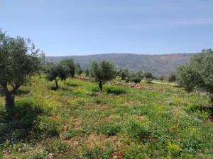 Farm Land for Sale in Salt Al Subeihi