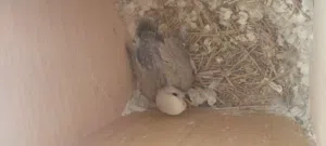 فرخ برقديلوا للبيع