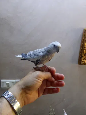 ببغاء ( عصفور ) كوكتيل ( انثى ) اليفة جداااااااا ... 20 دينار