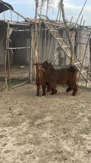 للبيع صخلات سمان