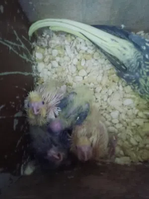 8. فراخ كوكتيل زق