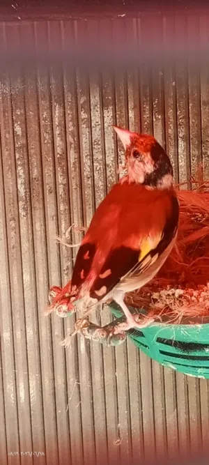 حسون بلدي عصافير