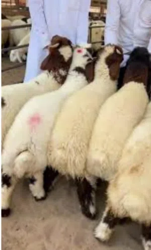 غنم خرفاان  نجدي  نعيمي طلياان طيبه