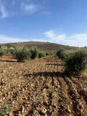 Farm Land for Sale in Mafraq Dahl