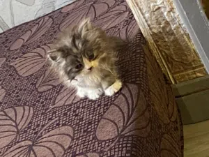 مطلوب قط صغير للتبني الشراء لا يجوز